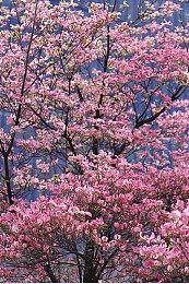 索尼PS5 Pro概念渲染图曝光 更时尚更圆润